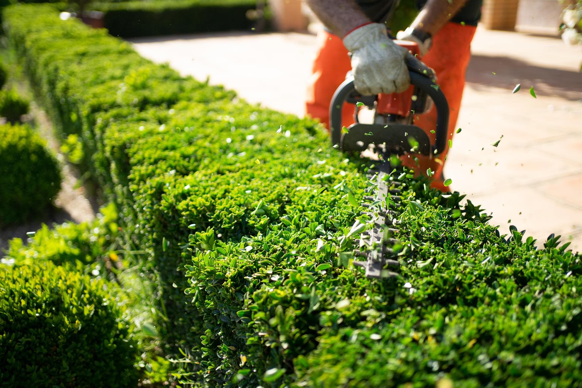 Especialistas en el mantenimiento de jardines en Vigo