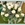 RAMO ROSAS BLANCAS - Imagen 2