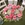RAMO ROSAS ROSA - Imagen 2